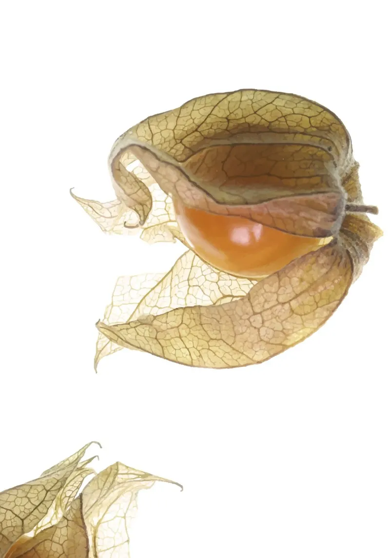 Physalis Gossip 4927 plexiglass da DesignDoula Grafik