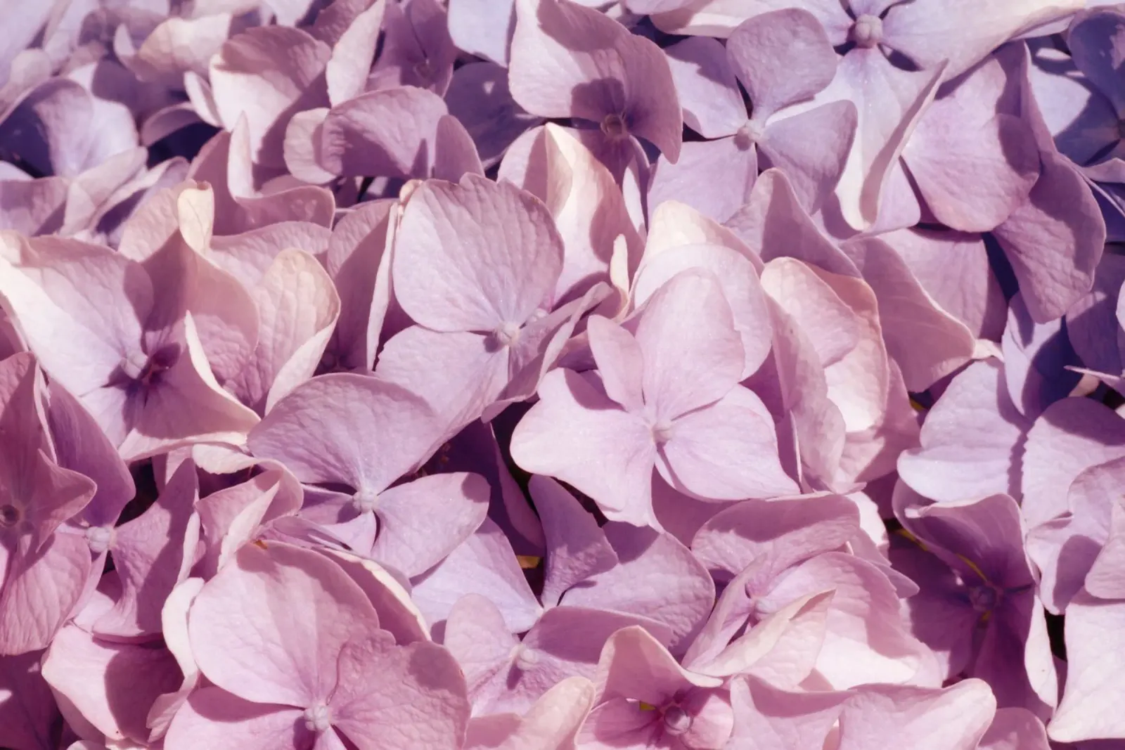 Petali che sussurrano carta hahnemühle da Bold Blooms