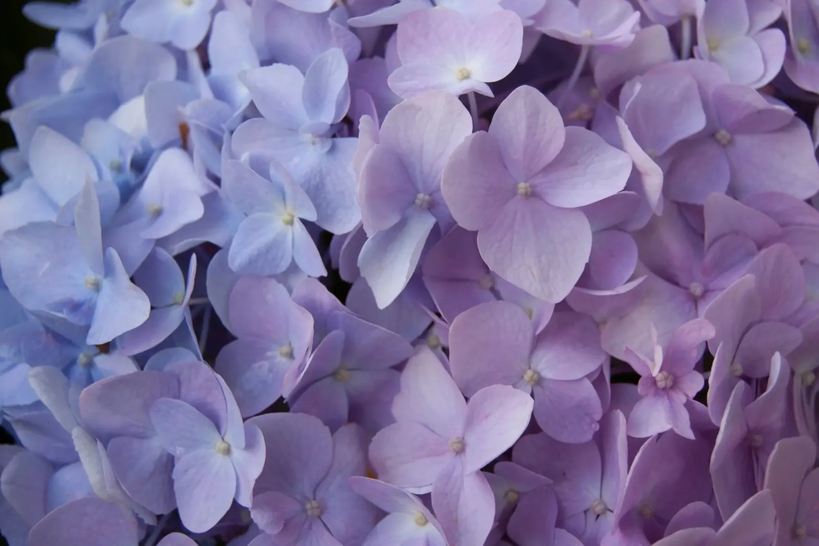 Whispering Petals forex plate by Bold Blooms