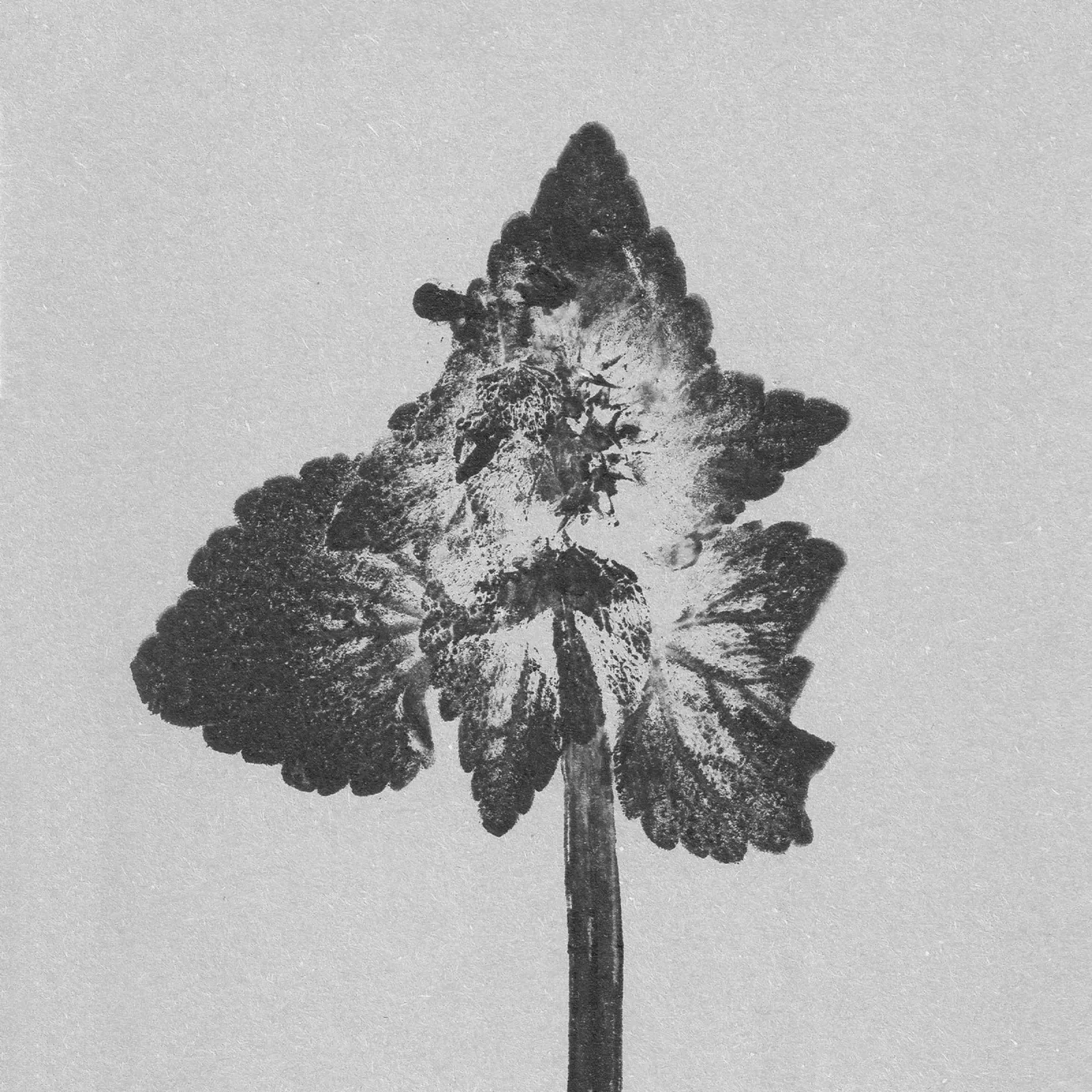 Impressioni botaniche | Lamium purpureum v4 pellicola backlit da Ivona Maris
