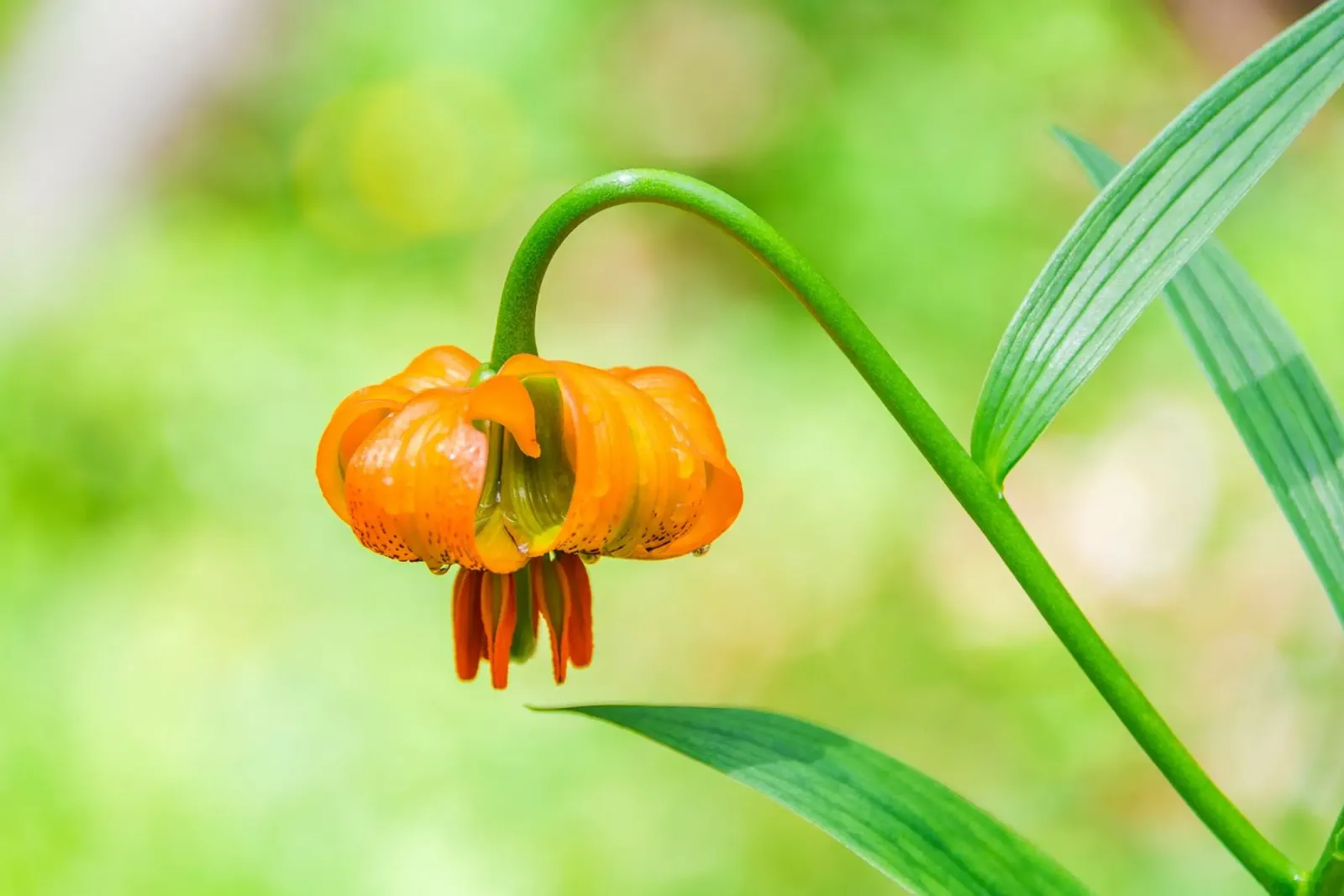 Orange Lily Drop poster with wooden frame by Bold Blooms