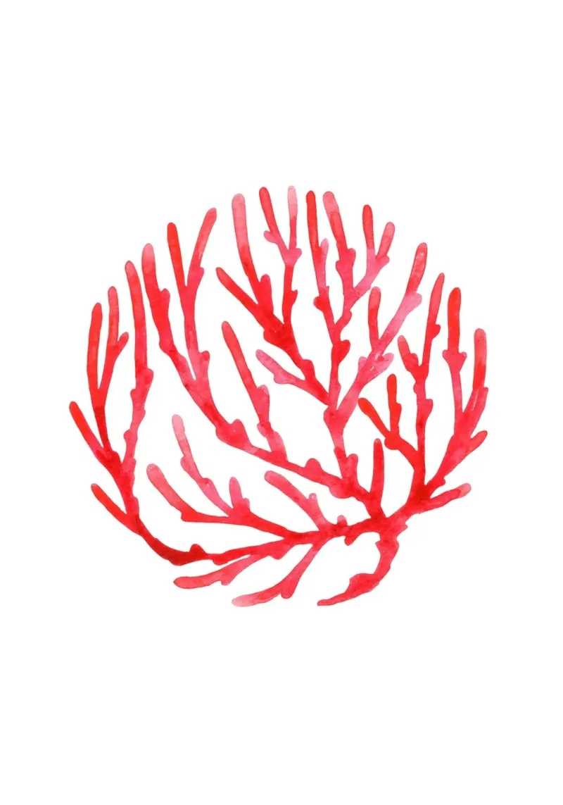 Corallo rosso Acquerello Arte Estetica Decorazione Costiera poster da dawnthesea
