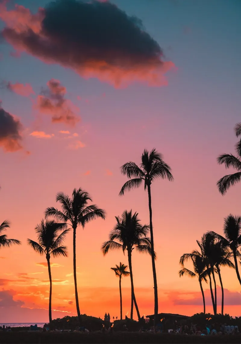 Tramonto infuocato Palm Grove Paradiso tropicale Arte pellicola backlit da dawnthesea