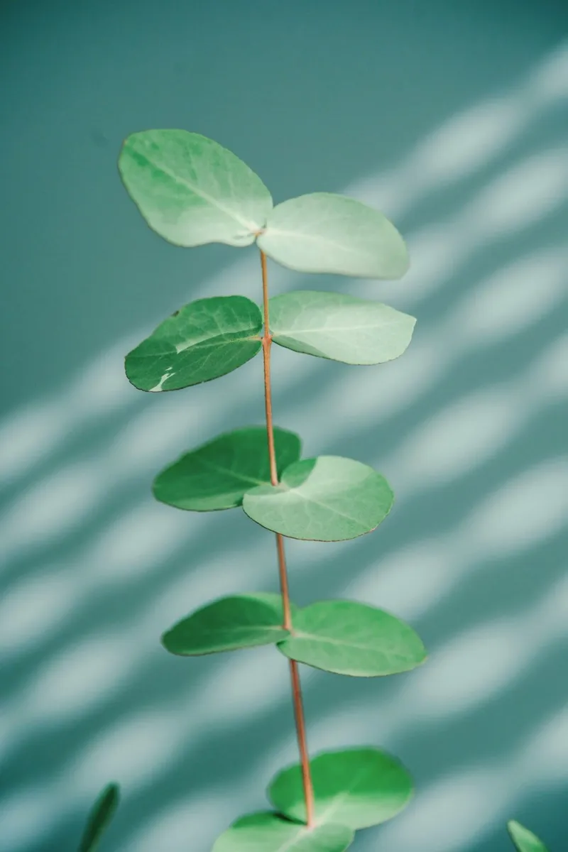 minimalist branch pellicola backlit da prindy