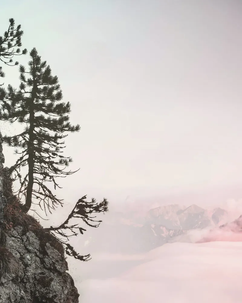 cliff pine tree pellicola backlit da Histrol
