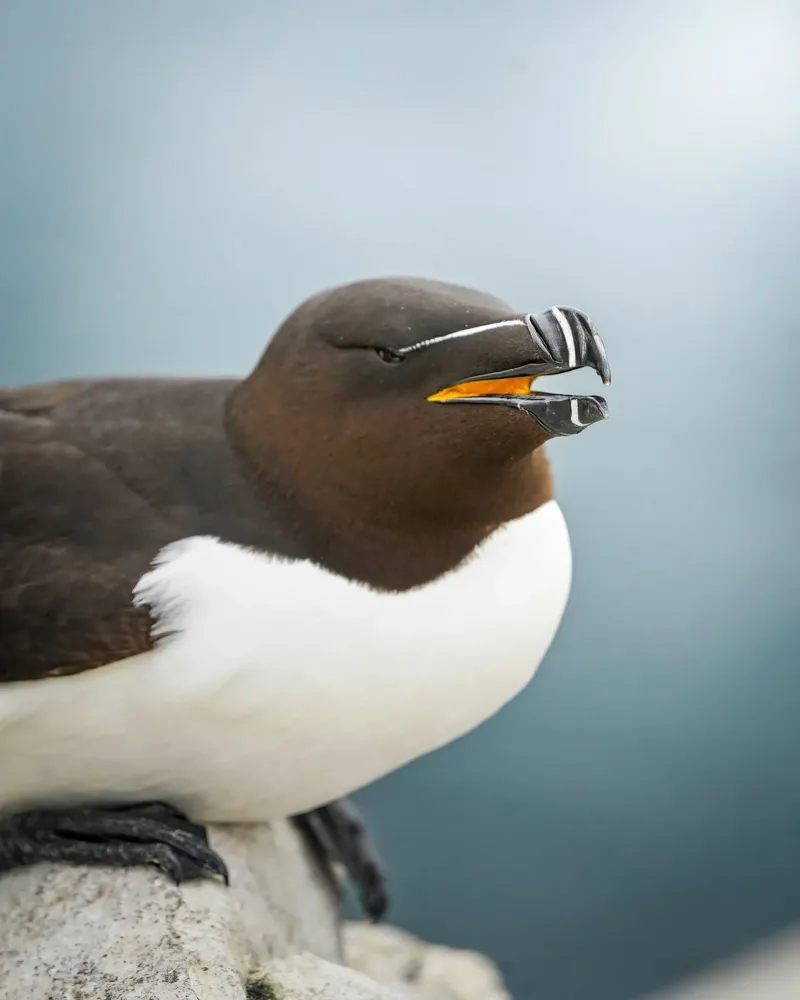 Razorbill pellicola backlit da Tom's Wildlife