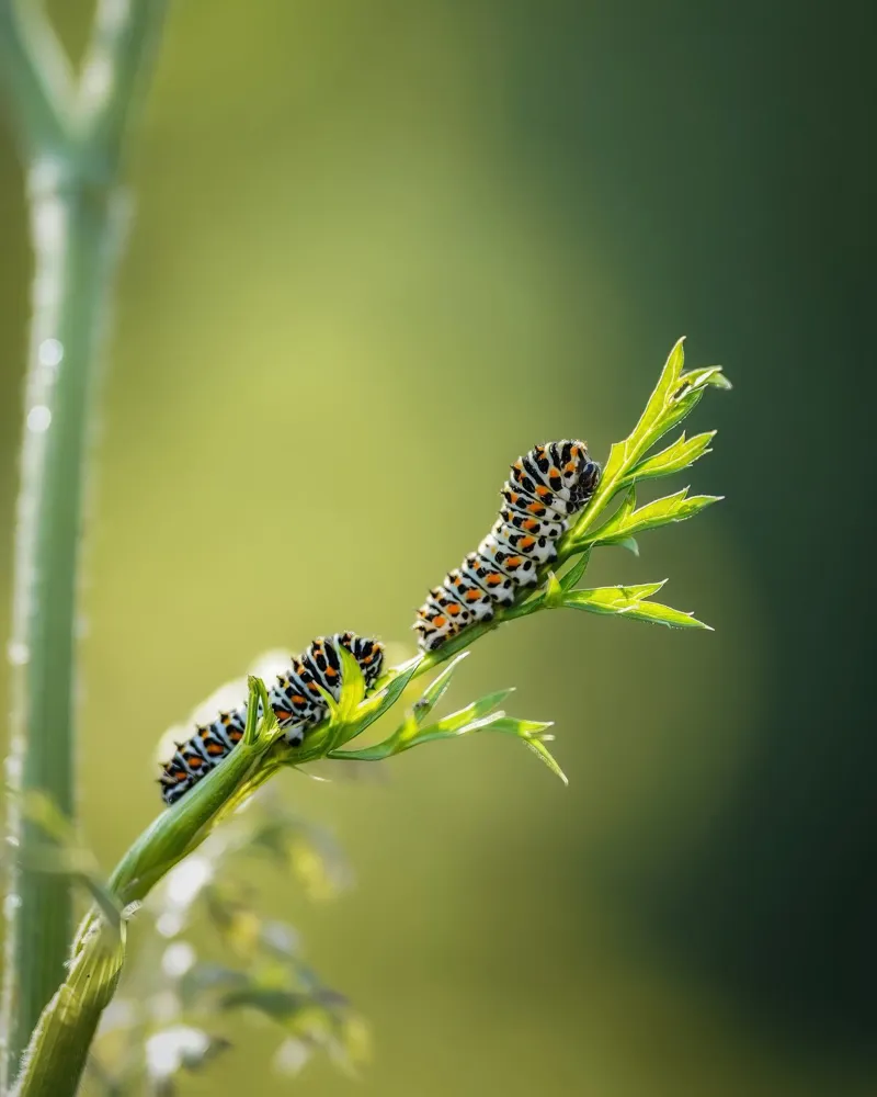 Bruco alluminio dibond da Tom's Wildlife