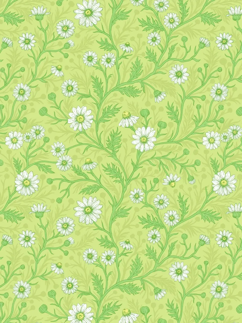 Daisies in white and green on honey dew green canvas with Floater frame by Painted Nature