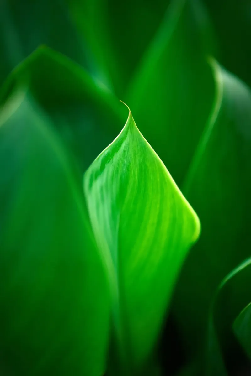 verde foglia poster con telaio in plastica da Earthly Visions