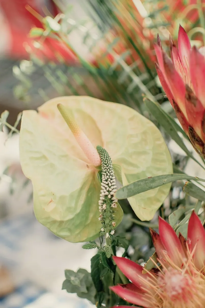 anthurium tropicale pellicola backlit da Earthly Visions