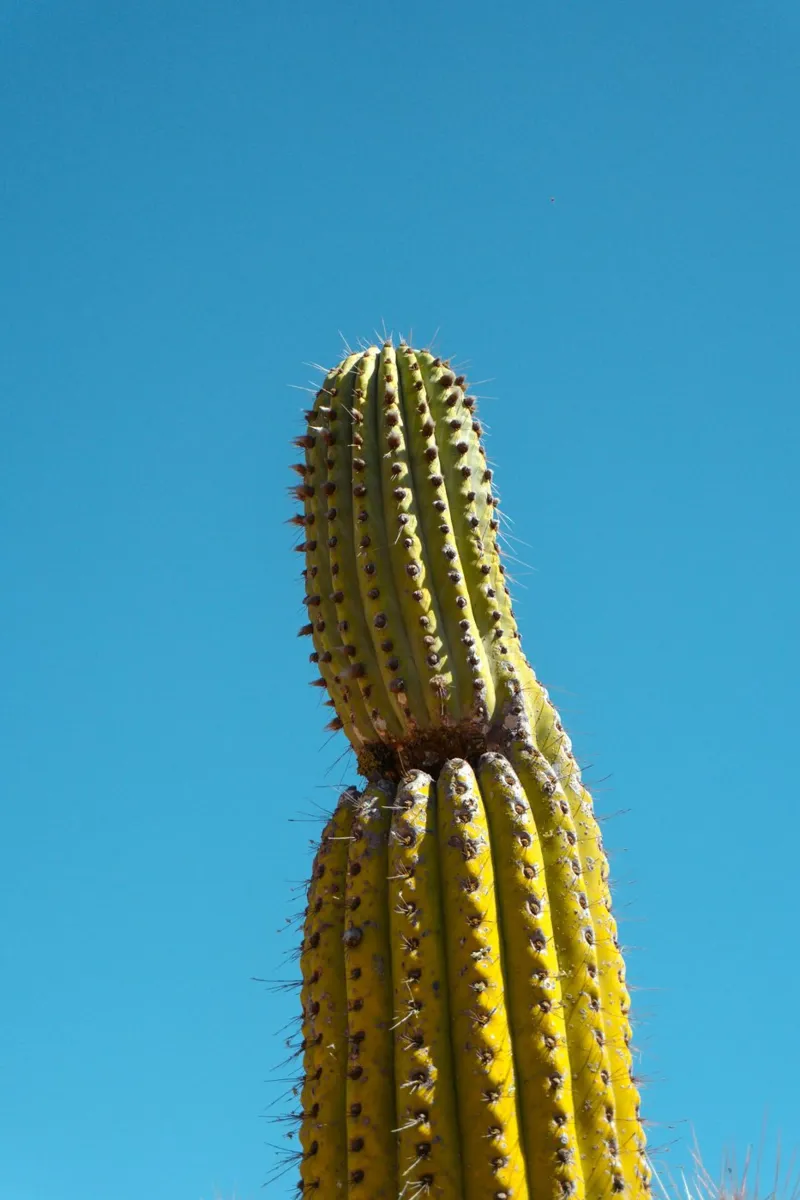 cactus del deserto poster con telaio in alluminio da Earthly Visions