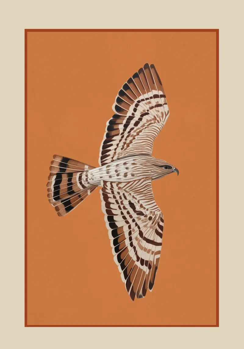 Hawk in Still Flight carta hahnemühle da cityart