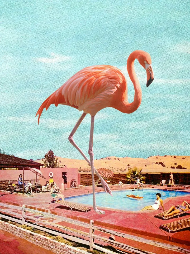 Flamingo on Holiday pellicola backlit da MsGonzalez