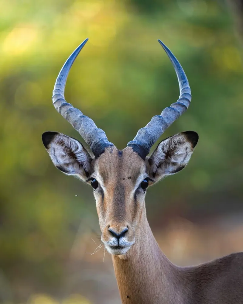 Impala poster de Tom's Wildlife