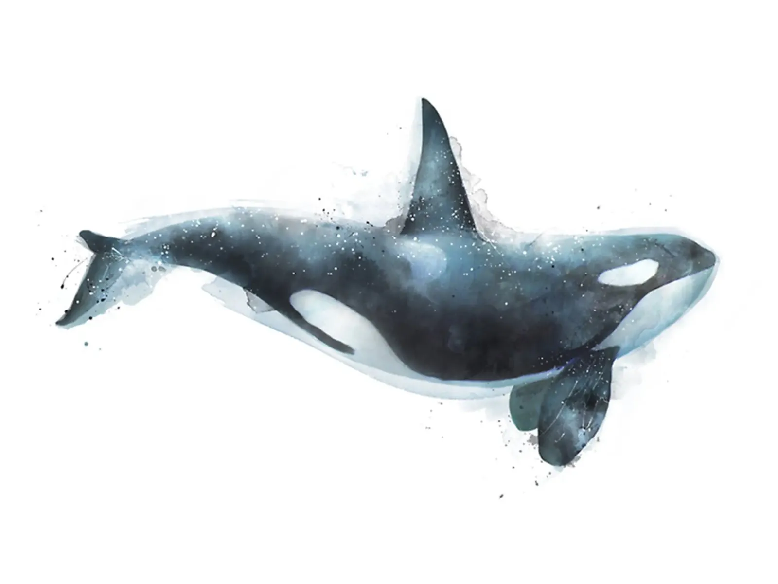 L'Orca pellicola backlit da Rachel Gallery