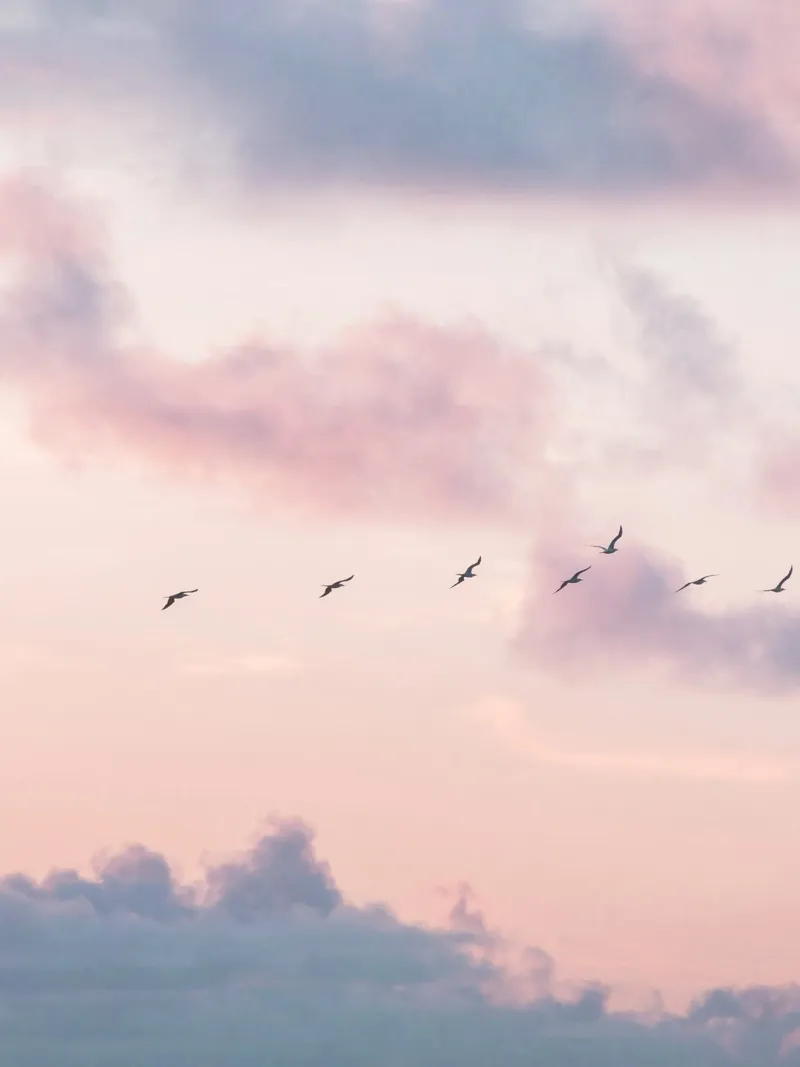 flight nature pellicola backlit da Histrol