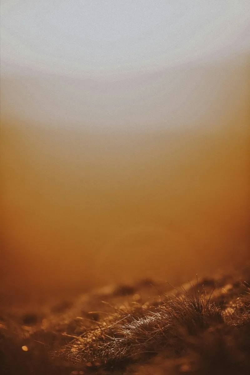 warmth nature pellicola backlit da twillight