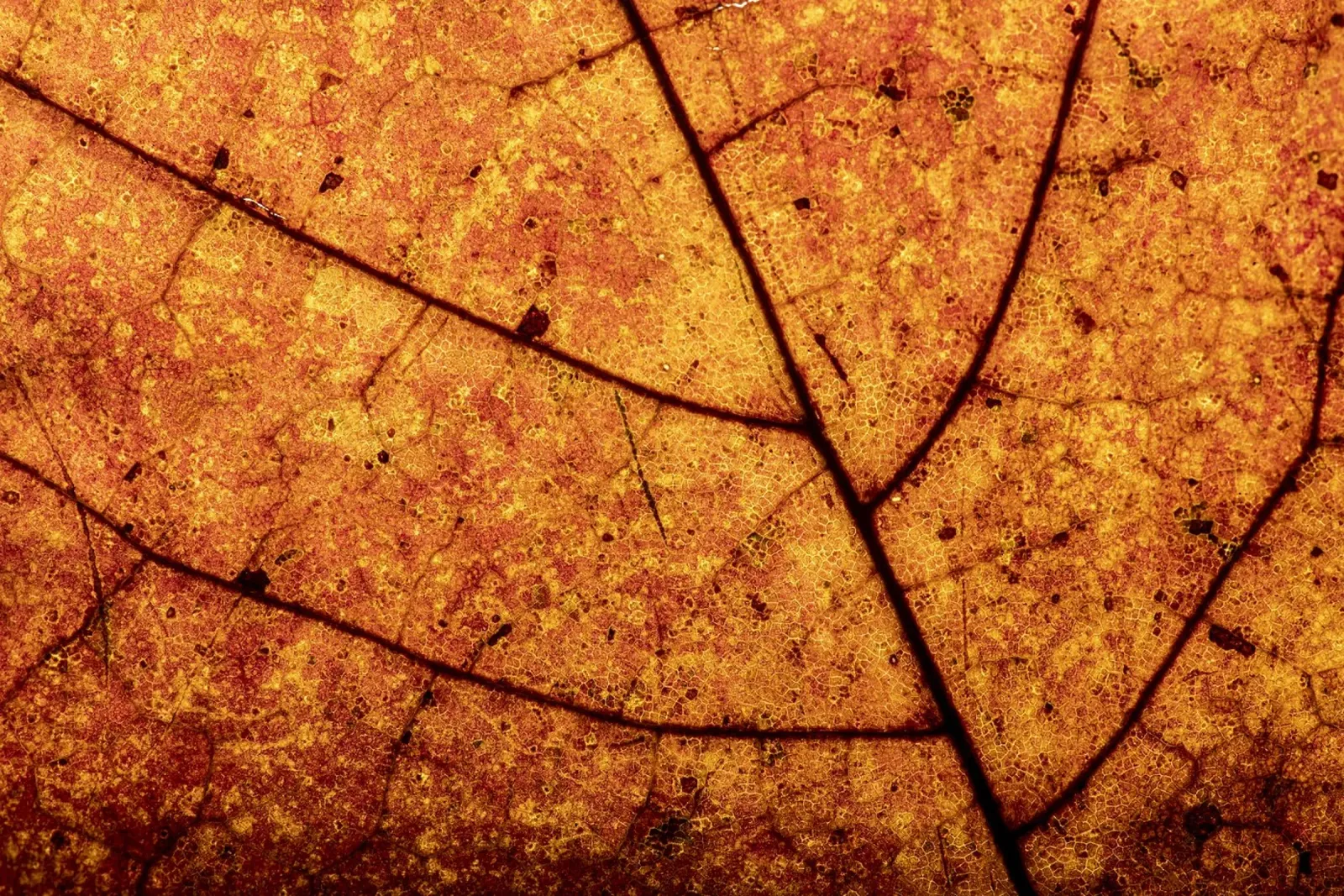 Herbstblatt in Nahaufnahme mit Adermuster pellicola backlit da Bilderwelt - Kunst für die Wand