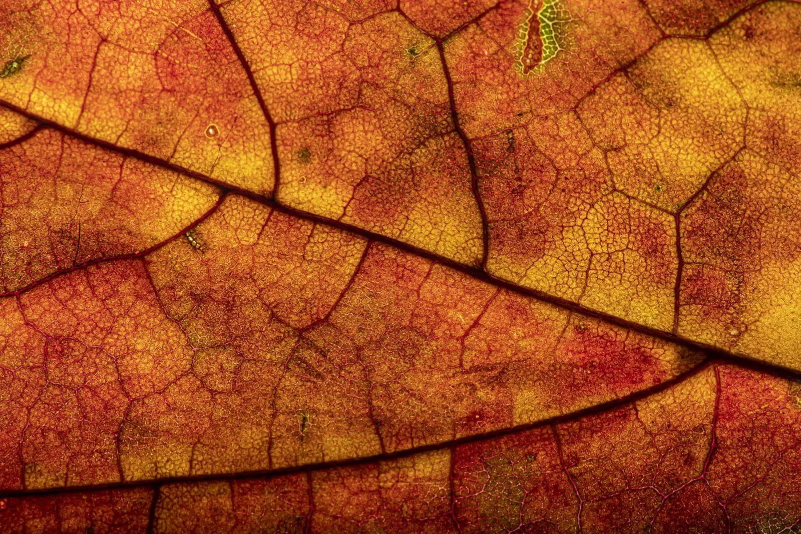 Herbstblatt mit lebendigem Farbverlauf und Aderstruktur pellicola backlit da Bilderwelt - Kunst für die Wand