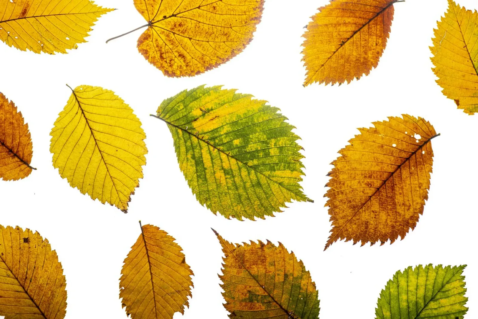 Foglie d'autunno in variazione sul bianco carta hahnemühle da Bilderwelt - Kunst für die Wand