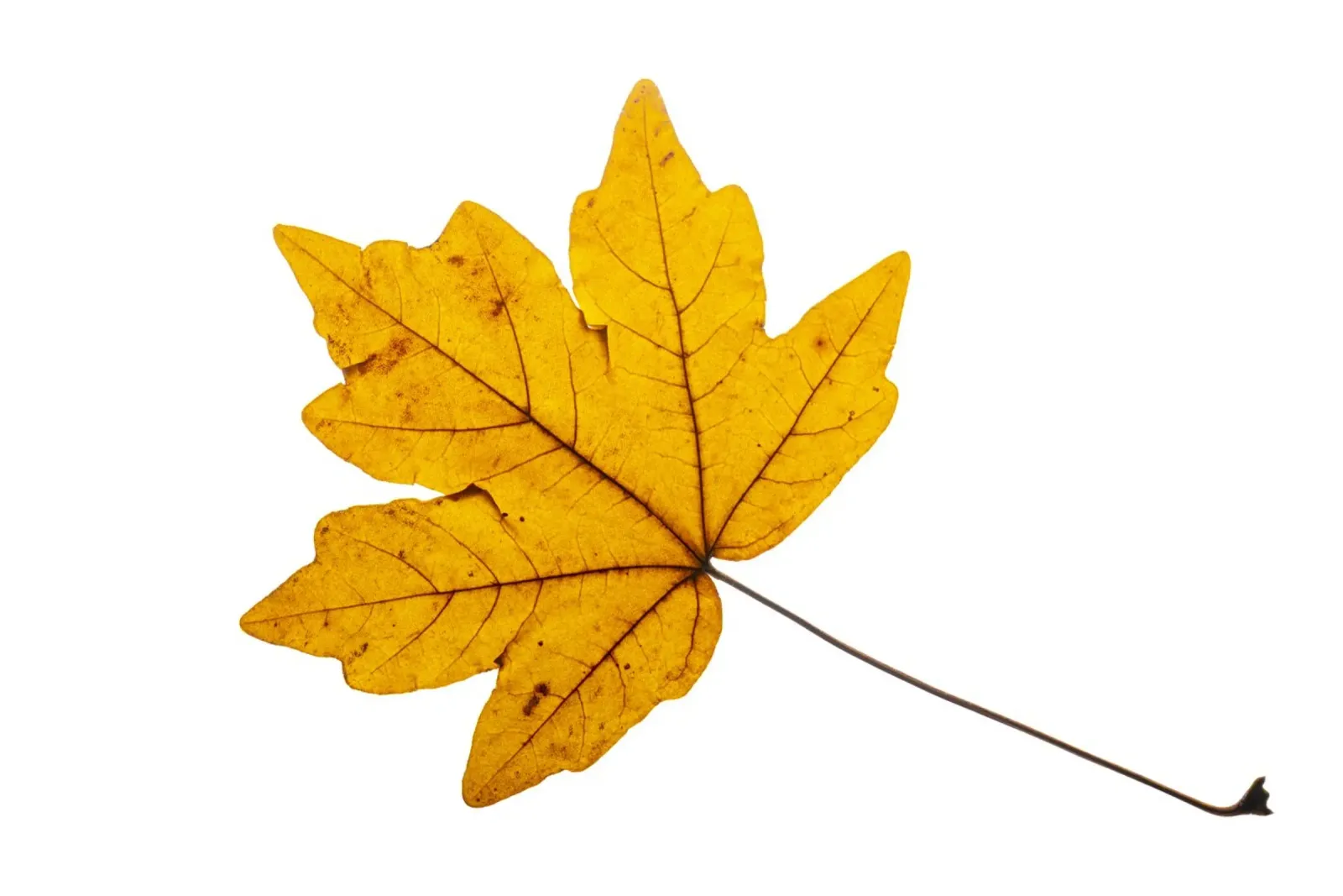 Feuille d'érable en jaune d'automne sur blanc hahnemühle de Bilderwelt - Kunst für die Wand