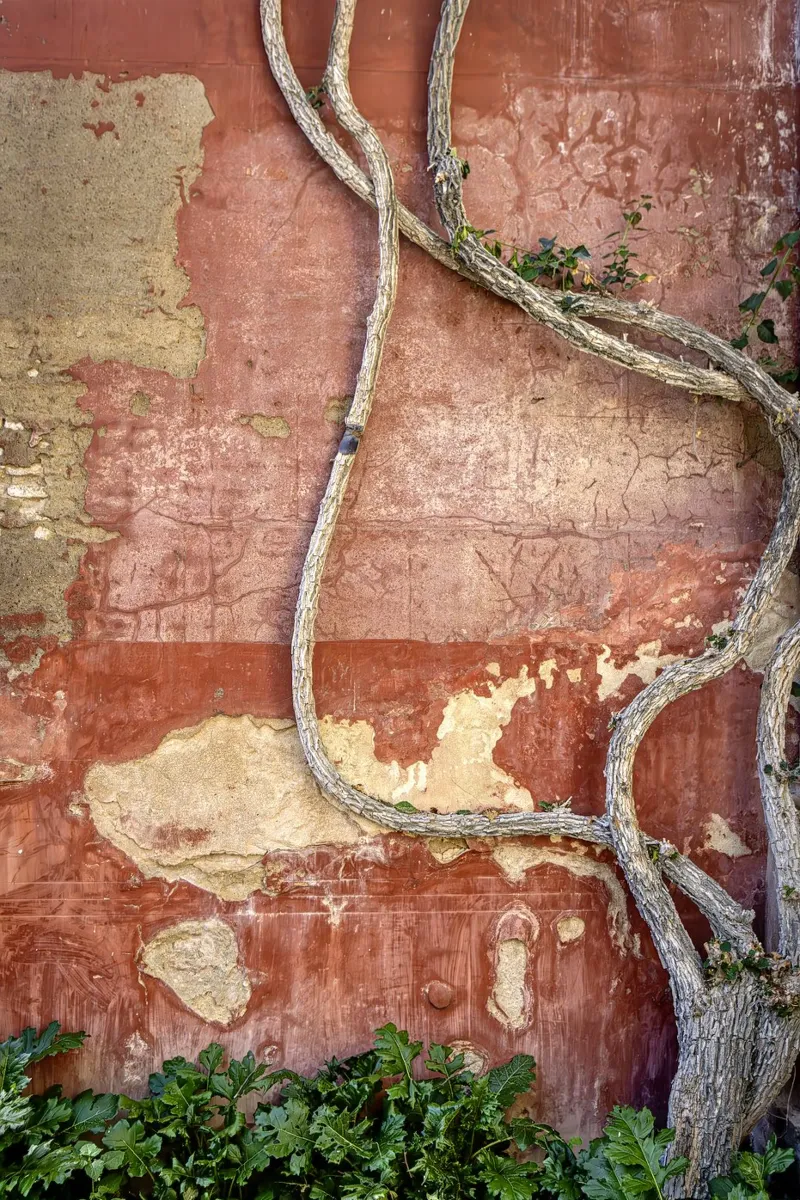 Parete scolpita dalle intemperie con pianta rampicante tela con Cornice a cassetta da Bilderwelt - Kunst für die Wand