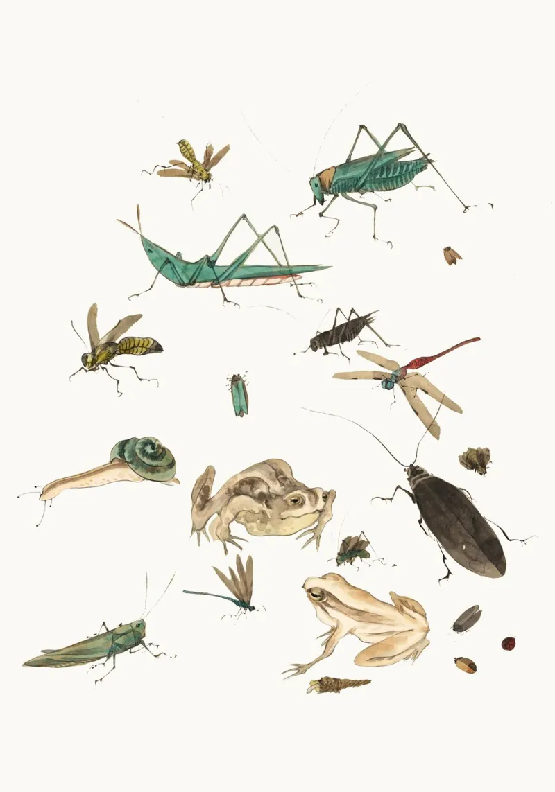 Insects frogs and a snail pellicola backlit da Nadjaa