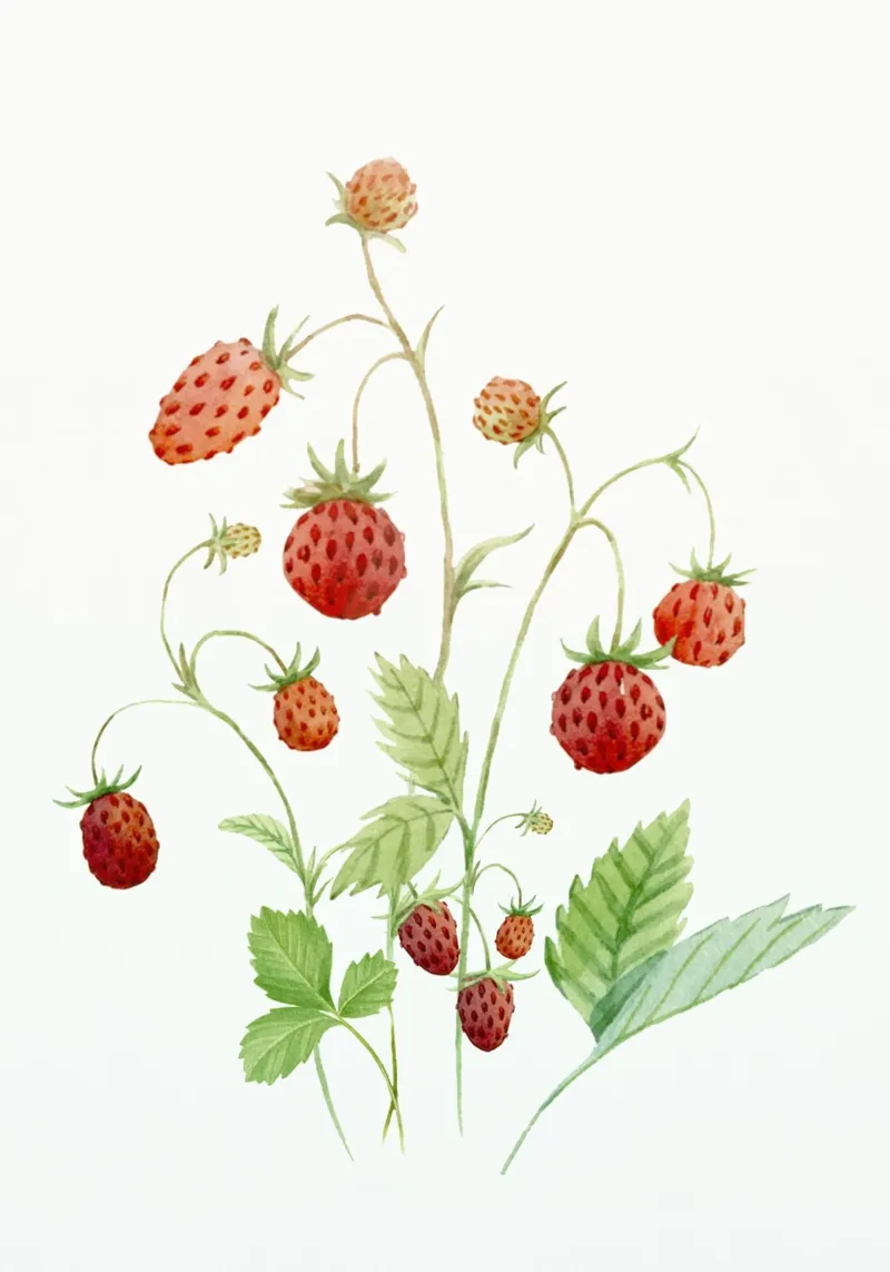 Wild Strawberries pellicola backlit da Nadjaa