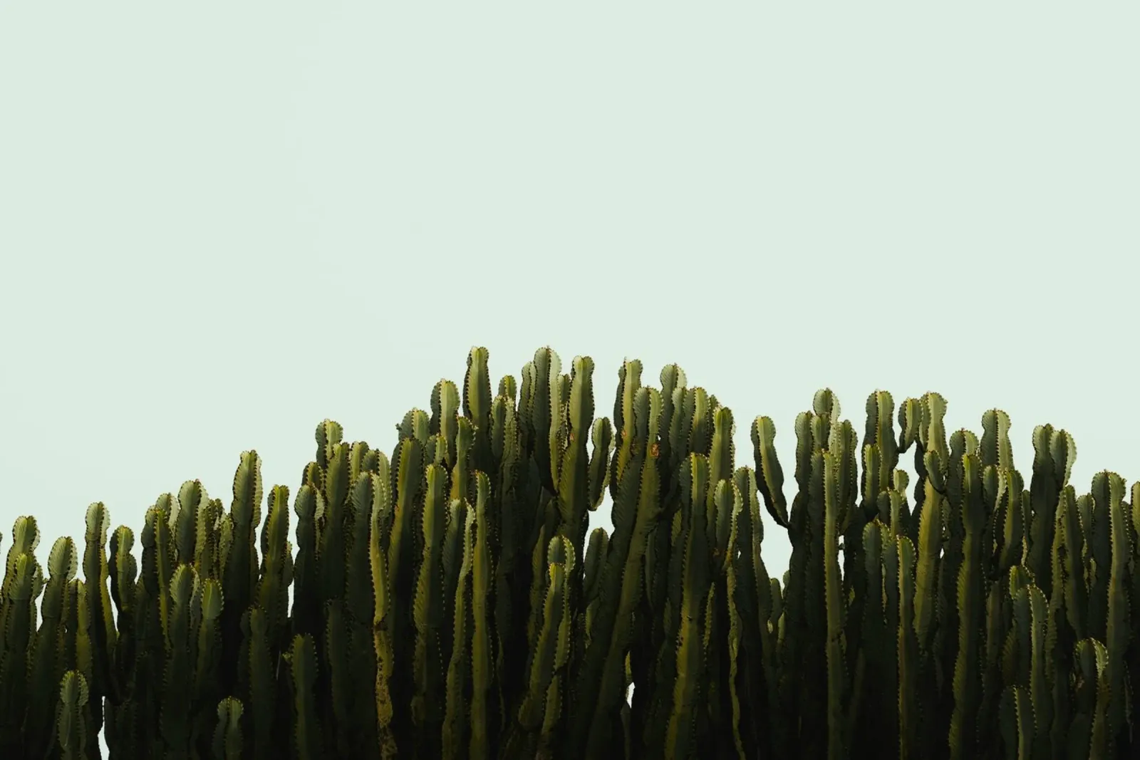 verde cactus pellicola backlit da Earthly Visions