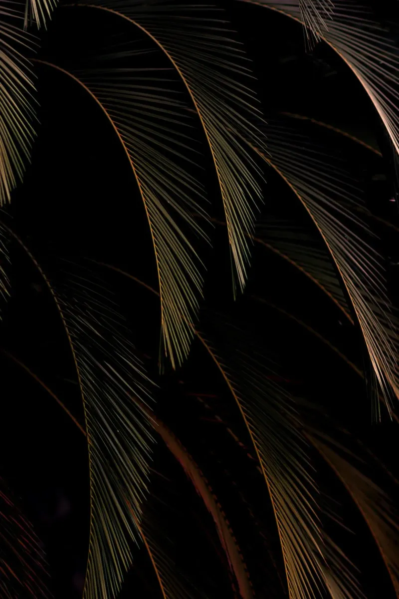 foglie di palma tropicali pellicola backlit da Earthly Visions