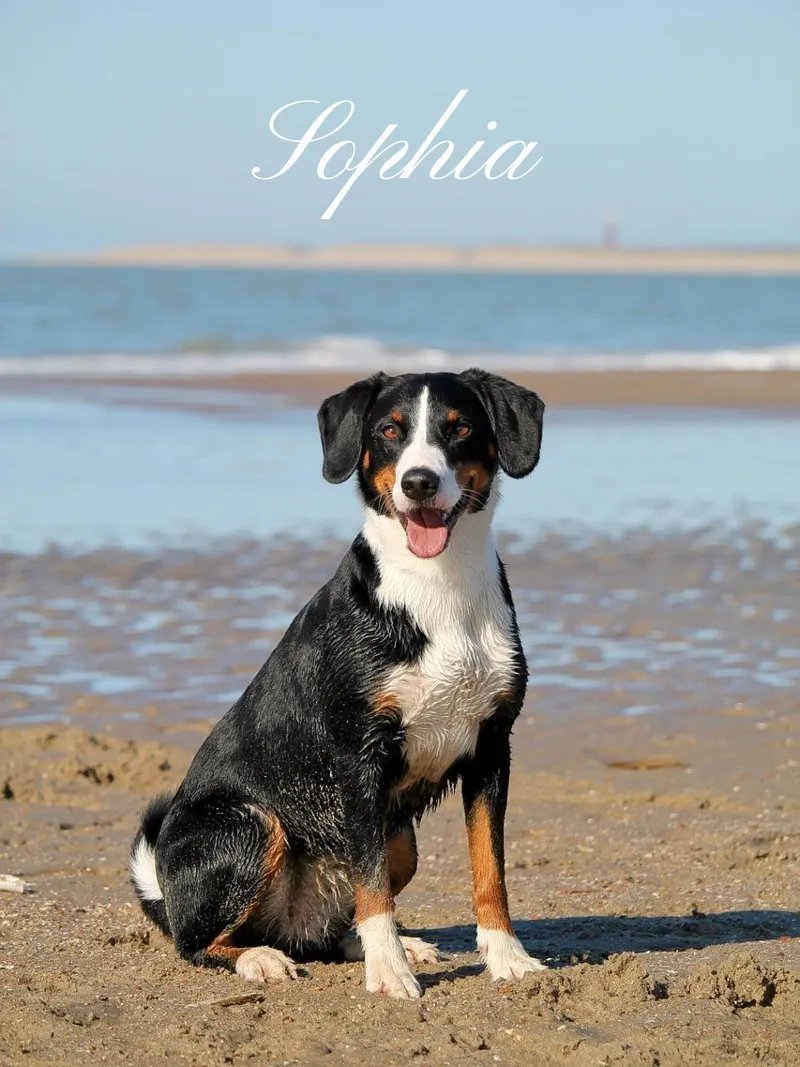 Custom Pet Dog Photo Custom Dog Name Pet name Hahnemühle von Custom4U