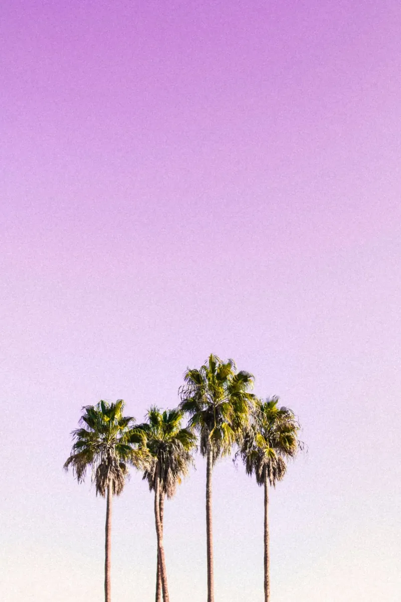 Whispers of Palm Trees canvas with Floater frame by PhotoVibe Decor