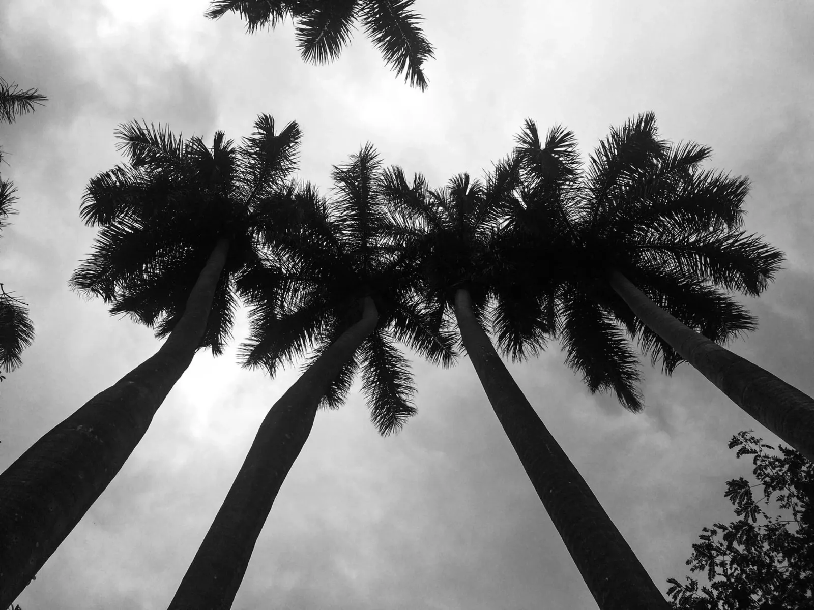 Sussurri di palme tela con Cornice a cassetta da PhotoVibe Decor