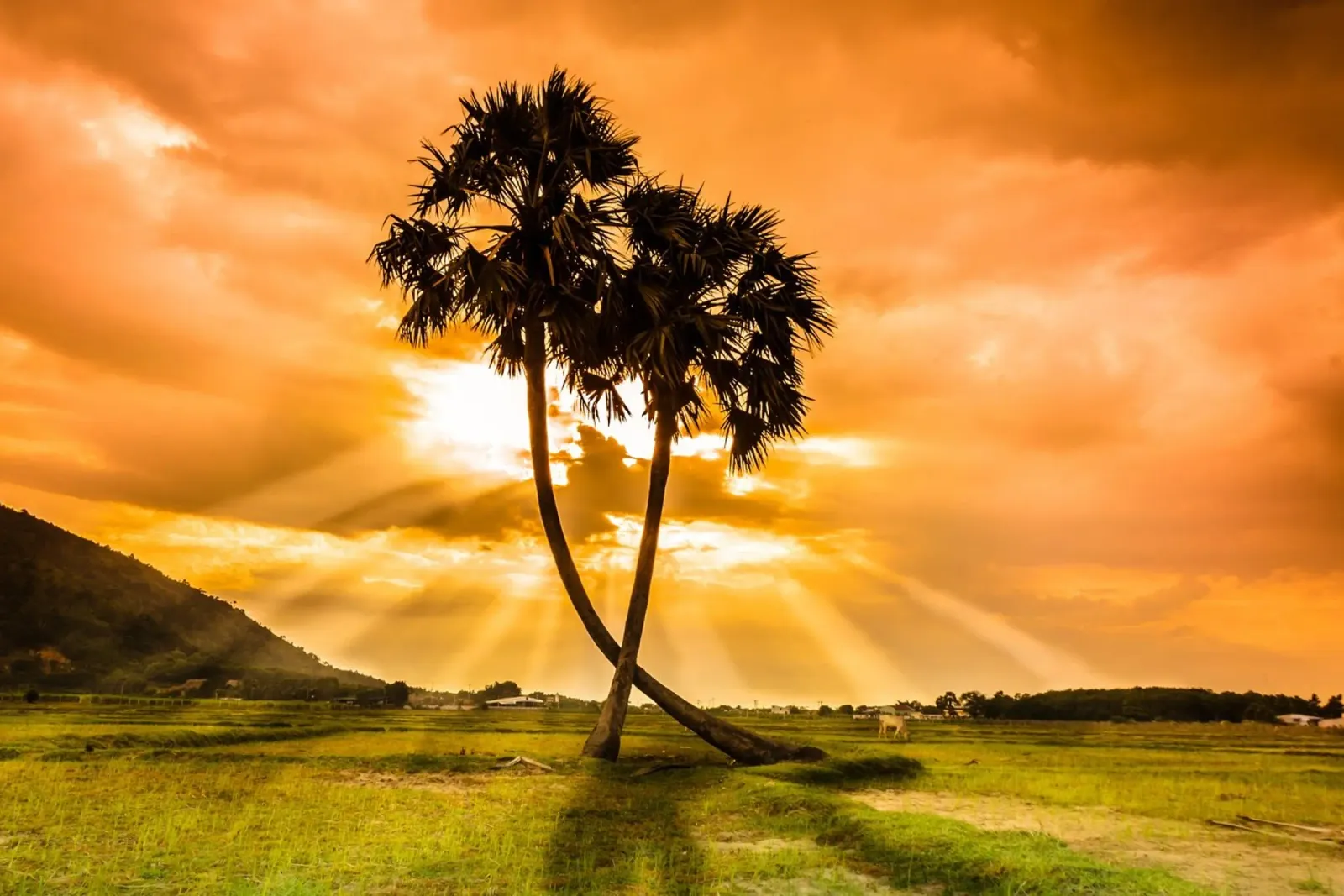 Whispers of Palm Trees canvas with Floater frame by PhotoVibe Decor