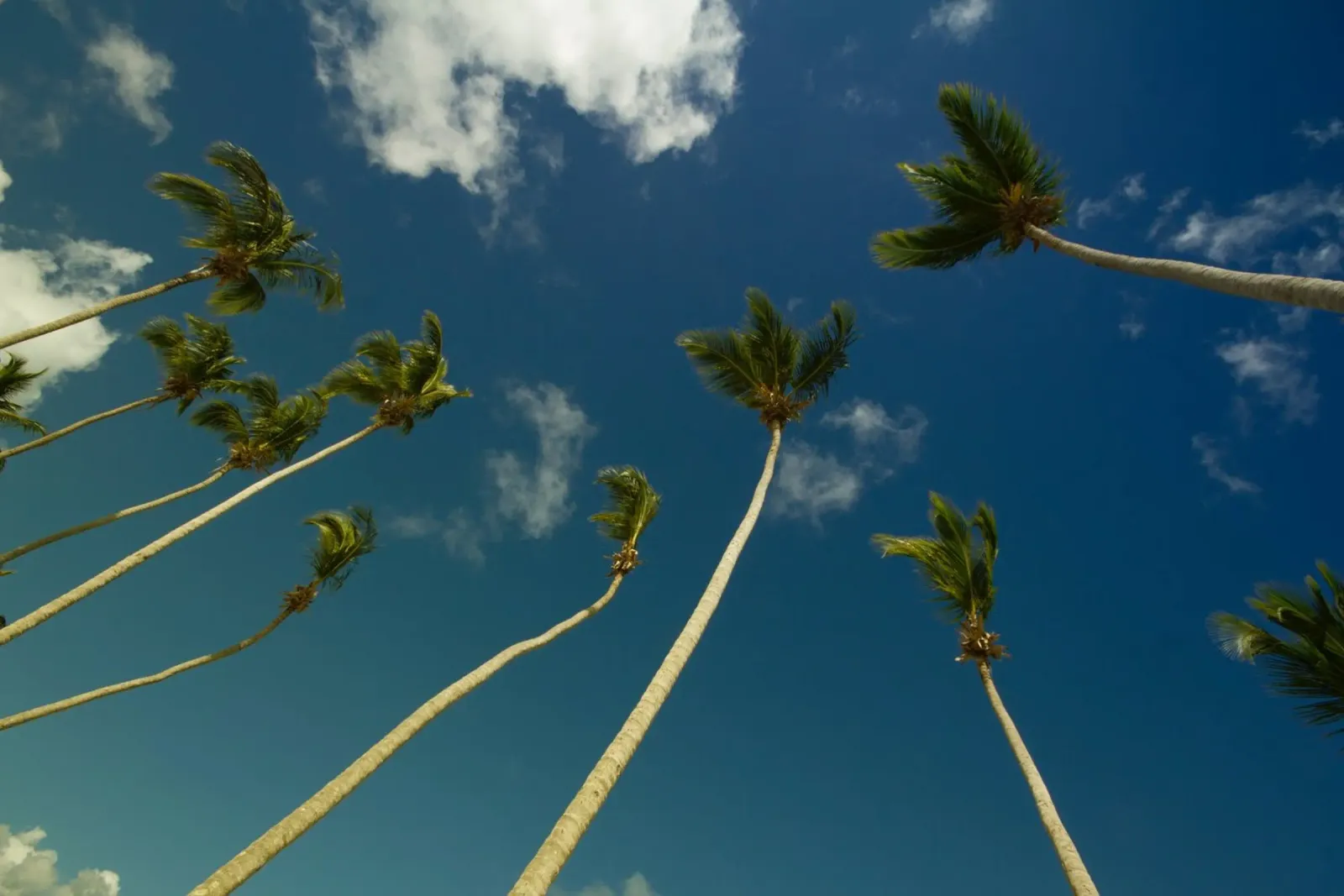 Whispers of Palm Trees canvas with Floater frame by PhotoVibe Decor