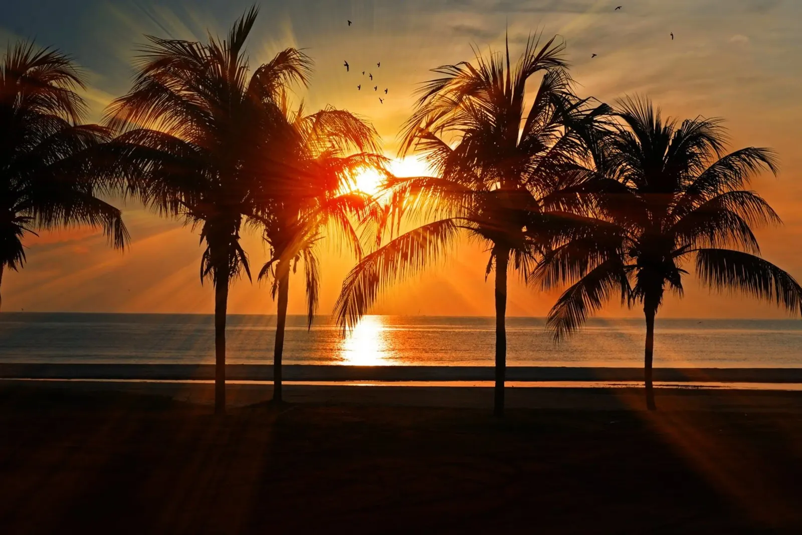 Whispers of Palm Trees canvas with Floater frame by PhotoVibe Decor