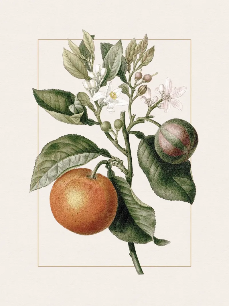 Orange Branch no. 3 carta hahnemühle da apoloprints