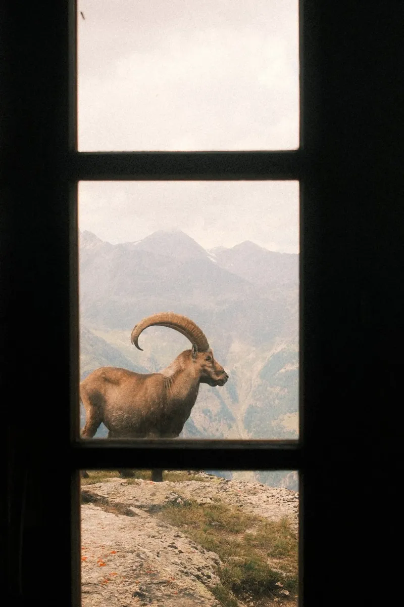 Alpine Ibex Vista: Mountain Majesty canvas by FujiSwiss