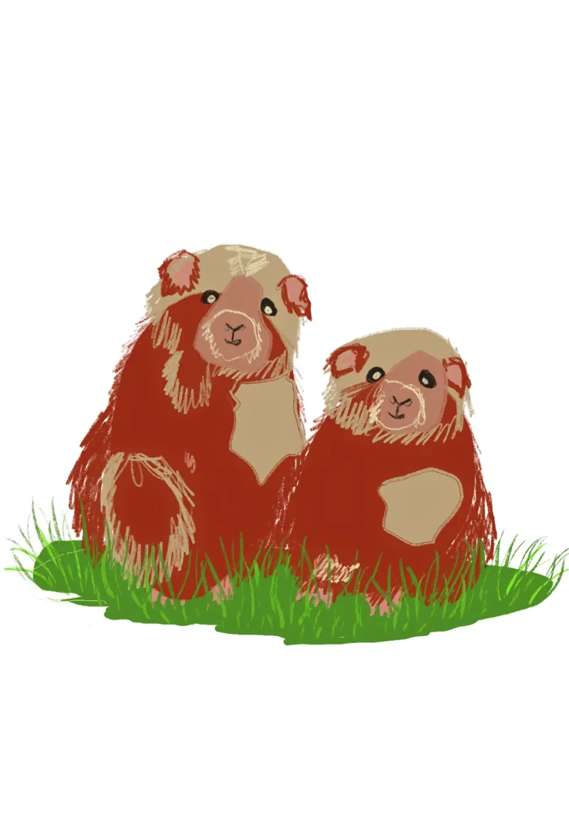 Favourite animal guinea pig small and cute canvas by Nica Colorie