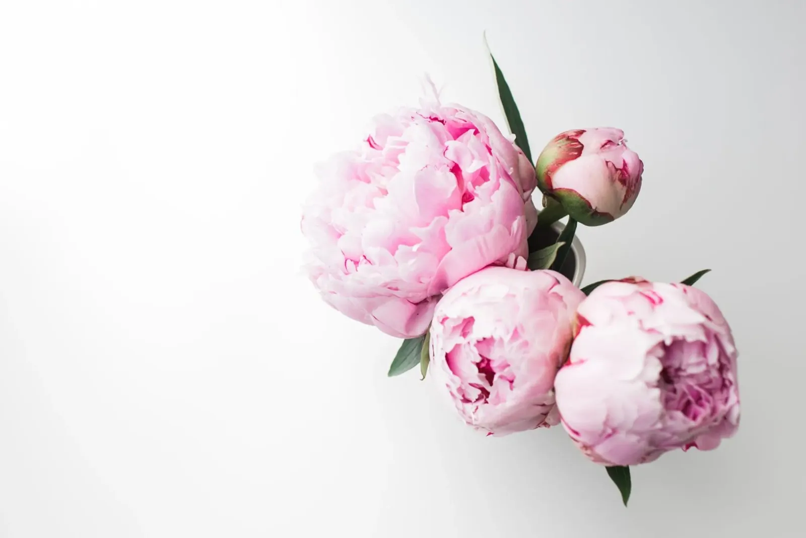 Peonie rosa carta hahnemühle da PhotoVibe Decor