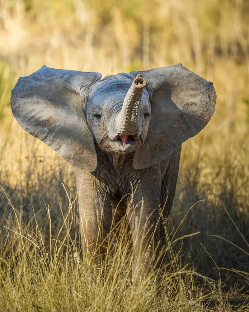 Giovane elefante plexiglass da Tom's Wildlife