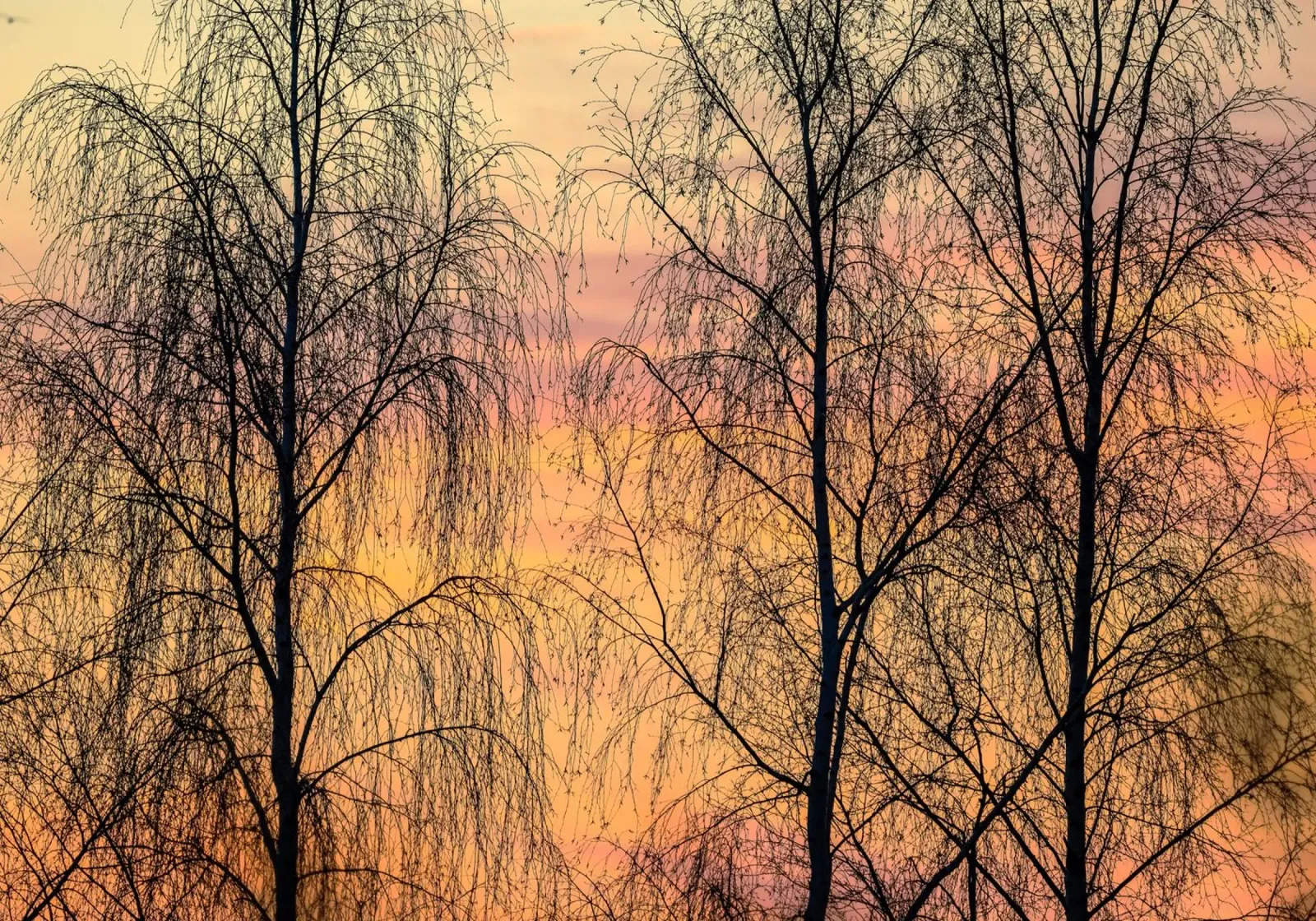 sky dusk twilight pellicola backlit da Histrol