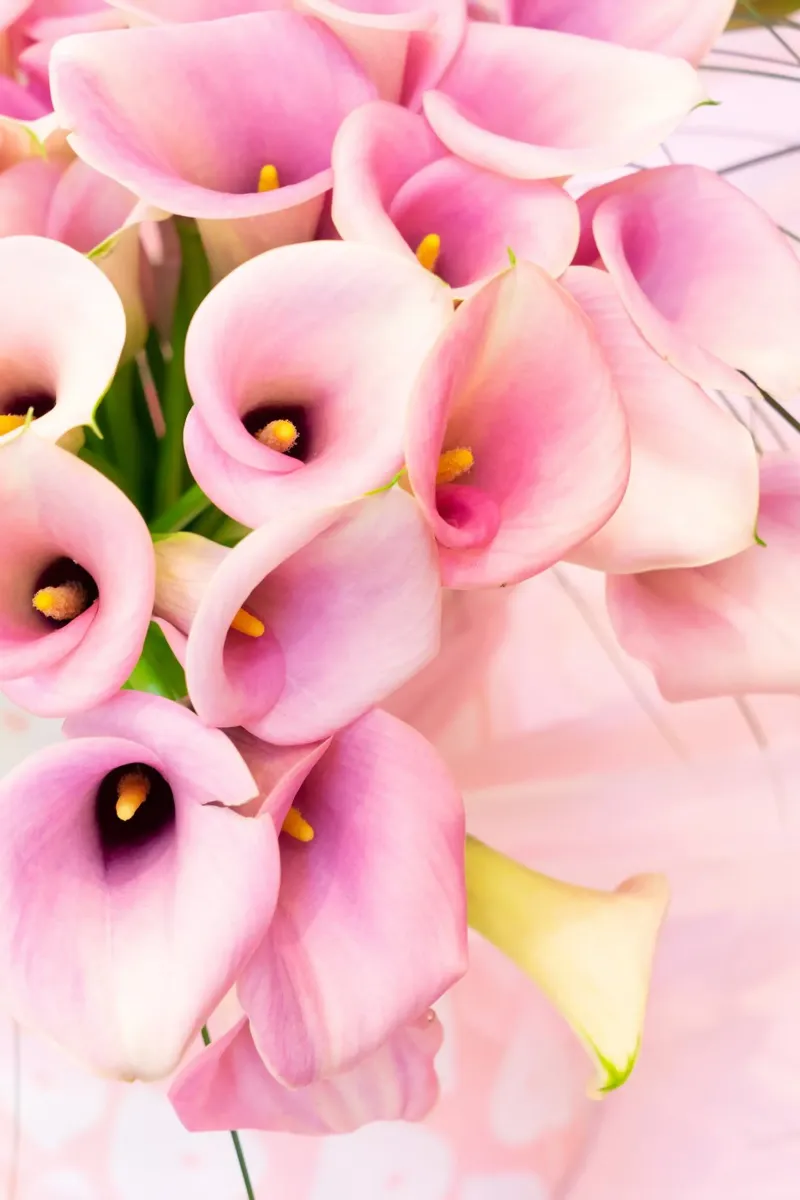 Blush & Zijde canvas van PhotoVibe Decor
