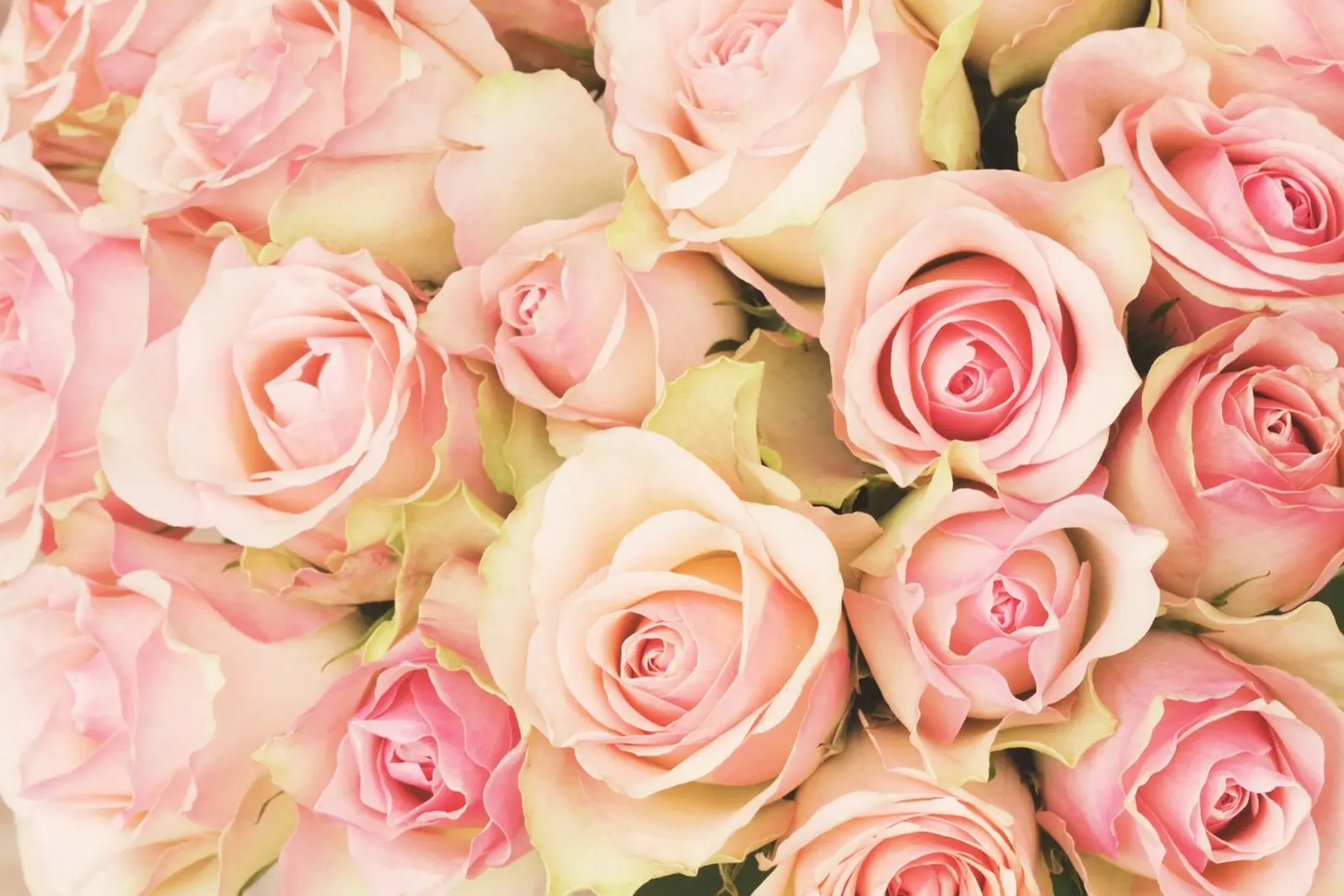 Blush e seta poster con telaio in alluminio da PhotoVibe Decor