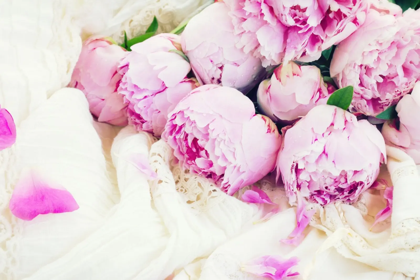 Blush e seta poster da PhotoVibe Decor