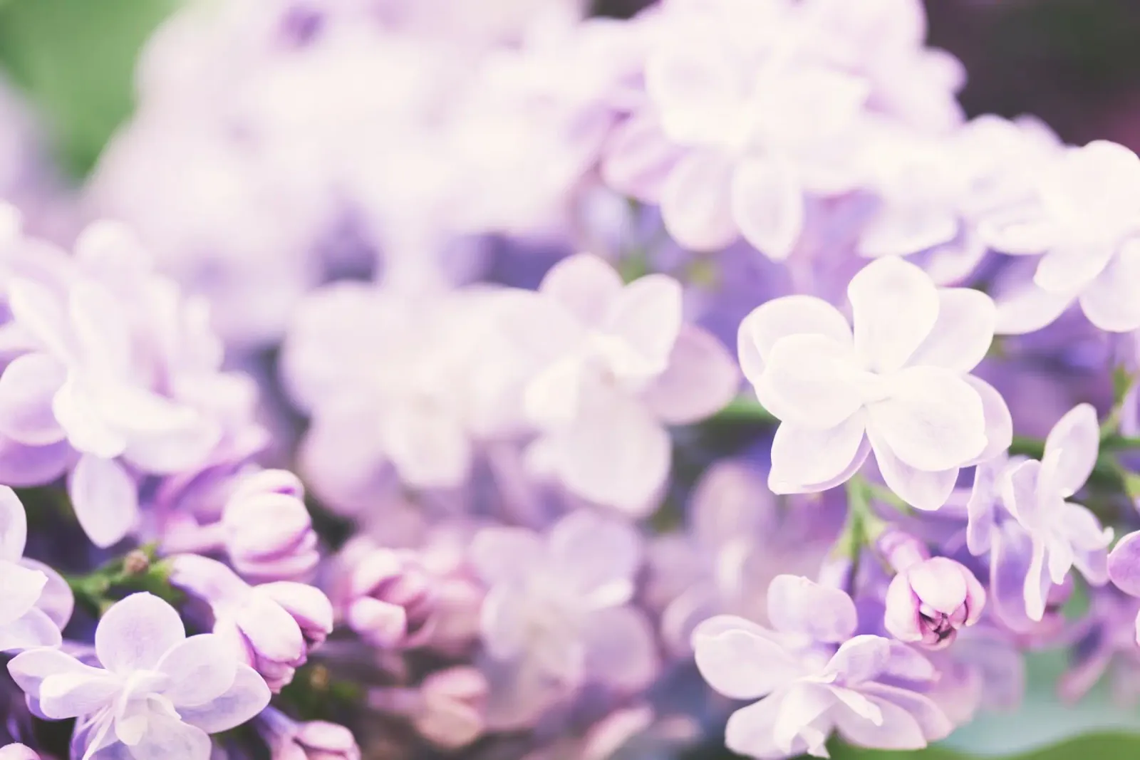 Blush e seta alluminio dibond da PhotoVibe Decor