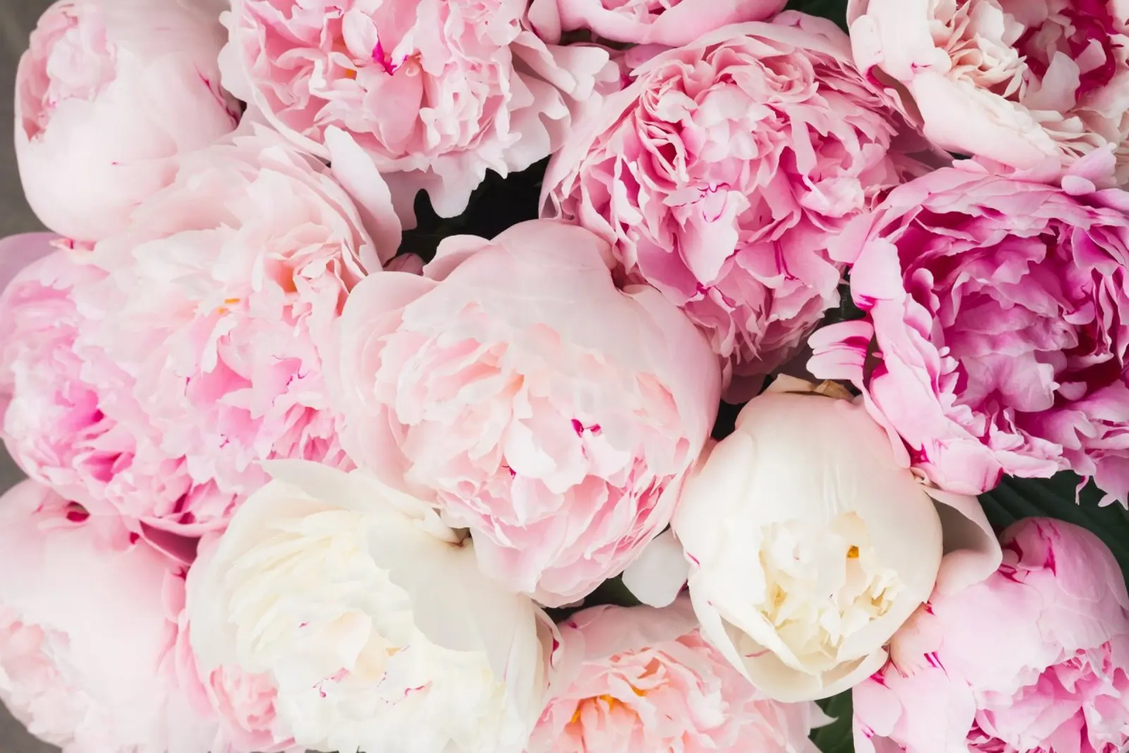 Blush e seta poster con telaio in plastica da PhotoVibe Decor