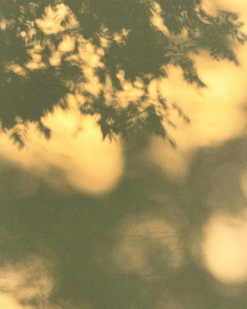 blurred vegetation pellicola backlit da twillight
