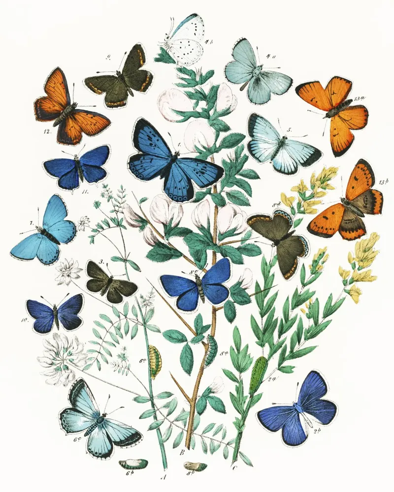 European Butterflies and Moths by William Forsell Kirby canvas by Venus Art