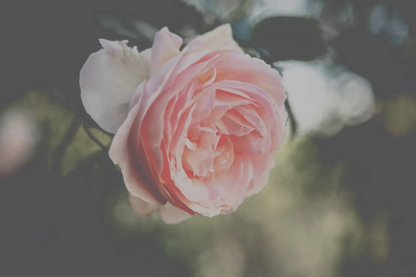 Fiori tenui alluminio dibond da PhotoVibe Decor